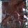 Mayco Glasur Raku Copper Metallic 473 ml